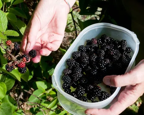 Seeking: Delicious Baked Goods to Make Use Of a Abundance of Homemade Jam